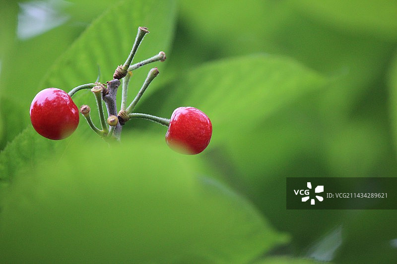 樱桃图片素材