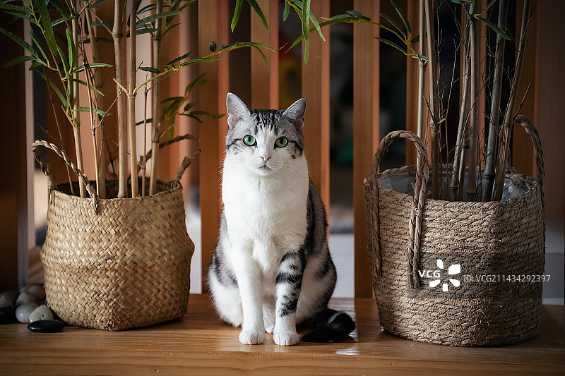 猫与盆栽图片素材
