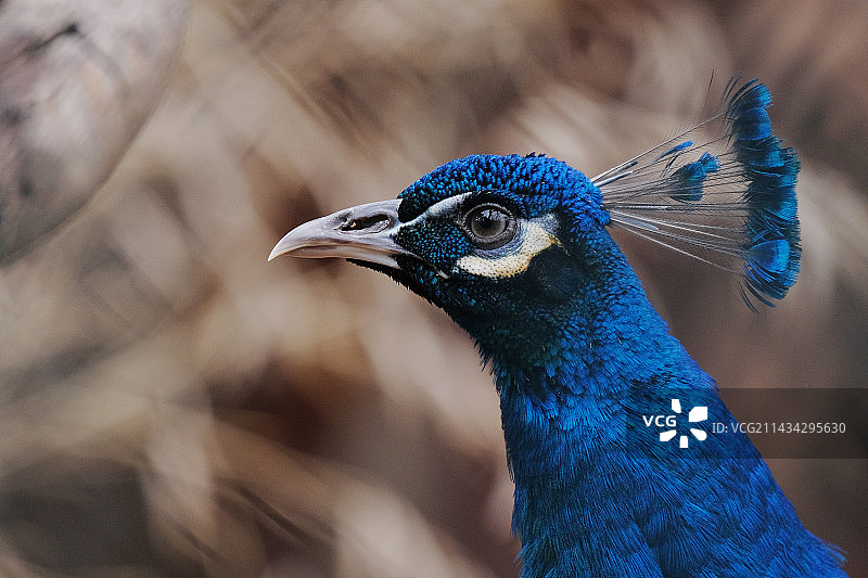 蓝孔雀图片素材