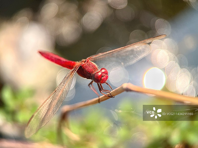 红蜻蜓图片素材