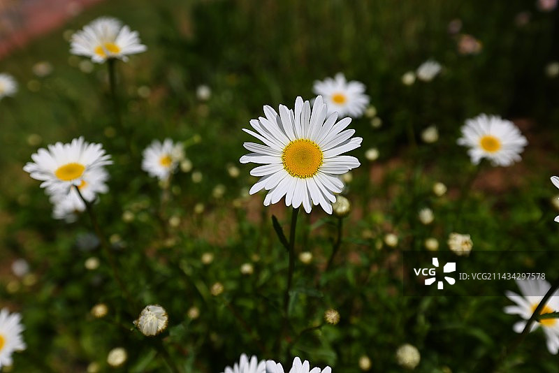 小雏菊图片素材