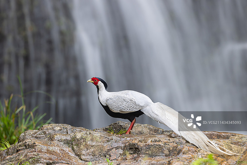 瀑布下的“白衣仙女”图片素材