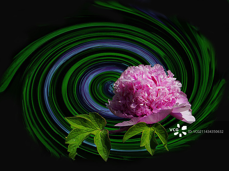 牡丹乘坐风火轮图片素材