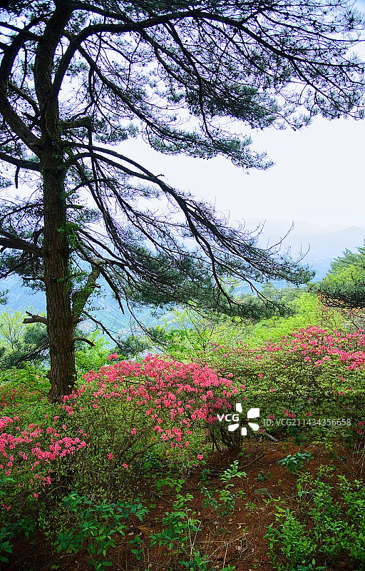 麻城龟峰山杜鹃花图片素材