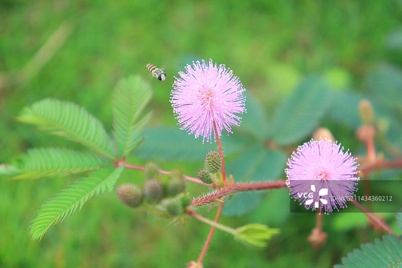 花-他们的名字图片素材