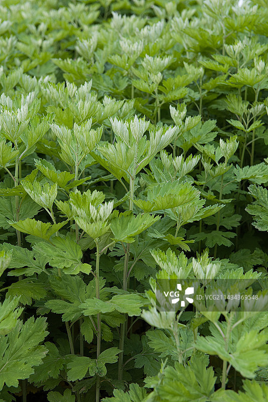 种植生长的艾草艾叶图片素材
