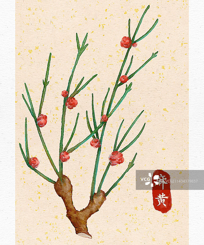 中药插画——麻黄图片素材