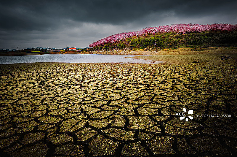 湖岸边的樱花林图片素材