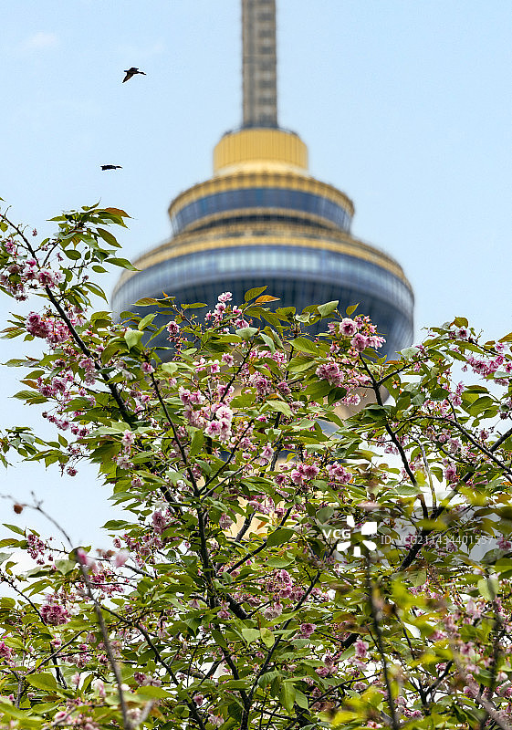 玉渊潭公园樱花图片素材