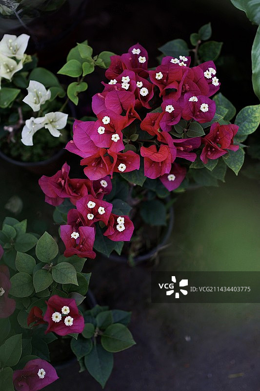 三角叶图片素材