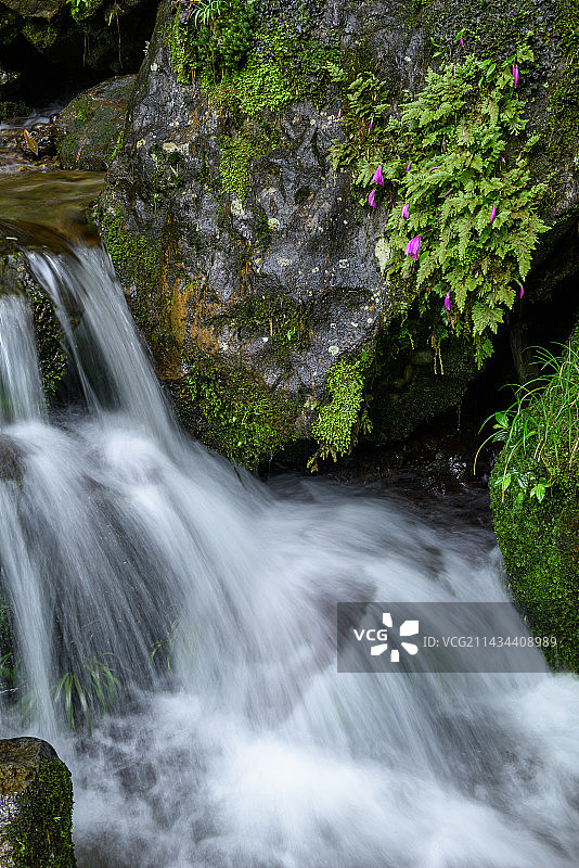 中国特有物种国家重点二级保护野生植物，兰科植物独蒜兰图片素材