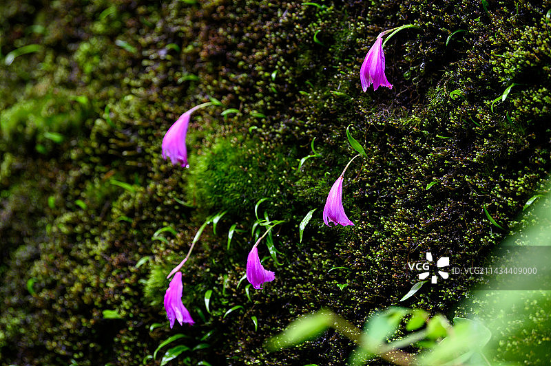 中国特有物种国家重点二级保护野生植物，兰科植物独蒜兰图片素材