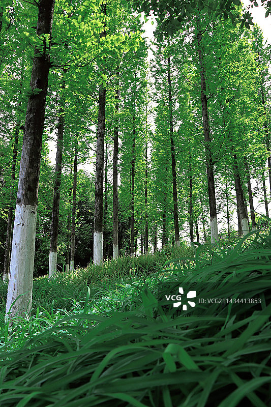 长沙后湖水杉的特写镜头图片素材