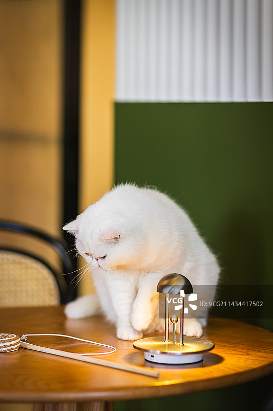 加菲猫图片素材