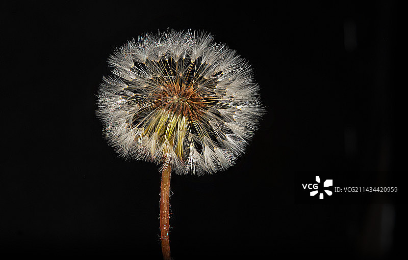 黑色背景下蒲公英特写图片素材
