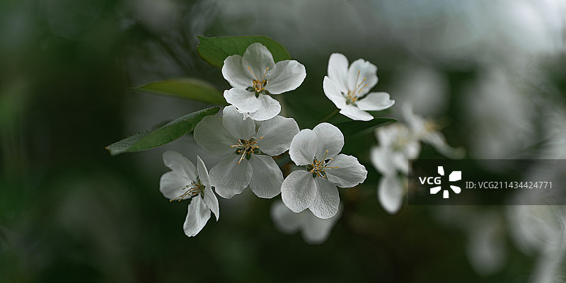 白色开花植物特写图片素材