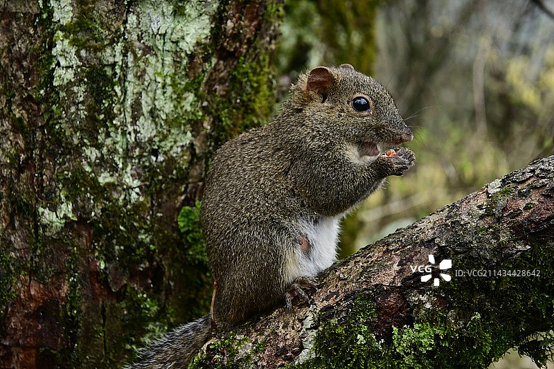 树干上的松鼠特写镜头图片素材