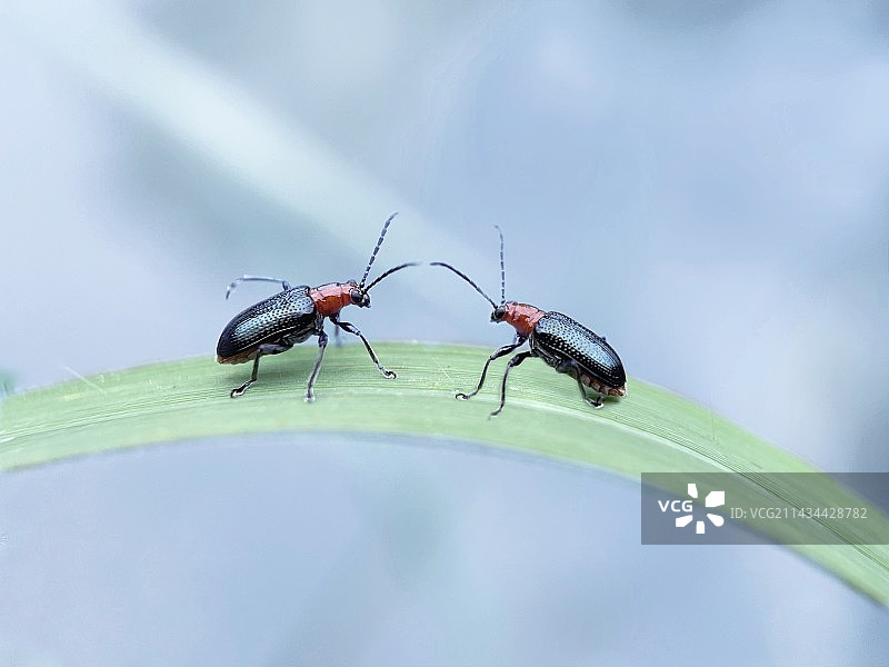 鹊桥相会图片素材