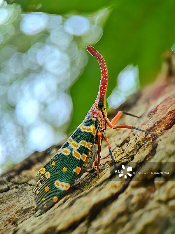 龙眼鸡图片素材