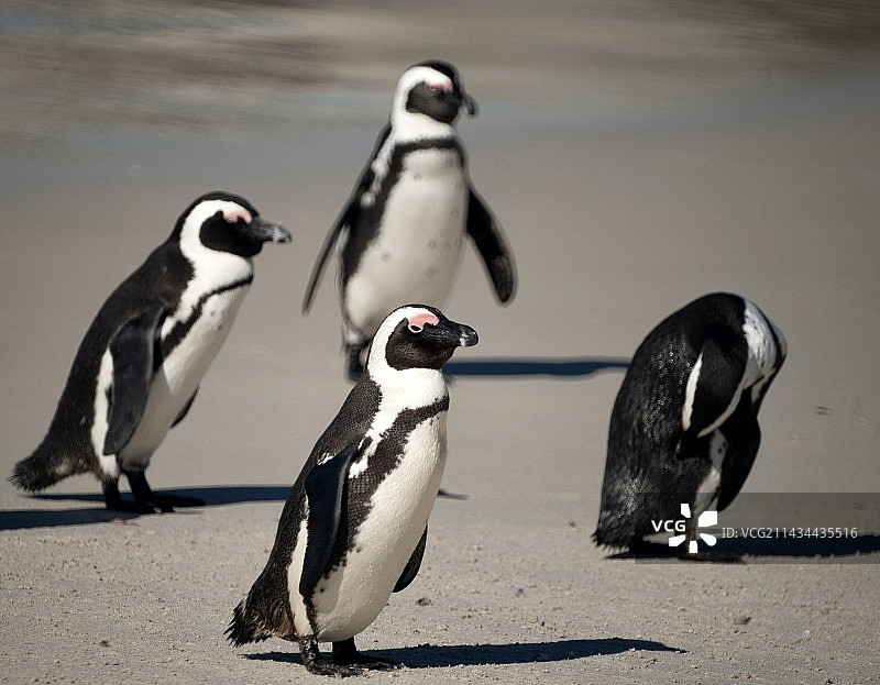 齐步走 非洲企鹅图片素材