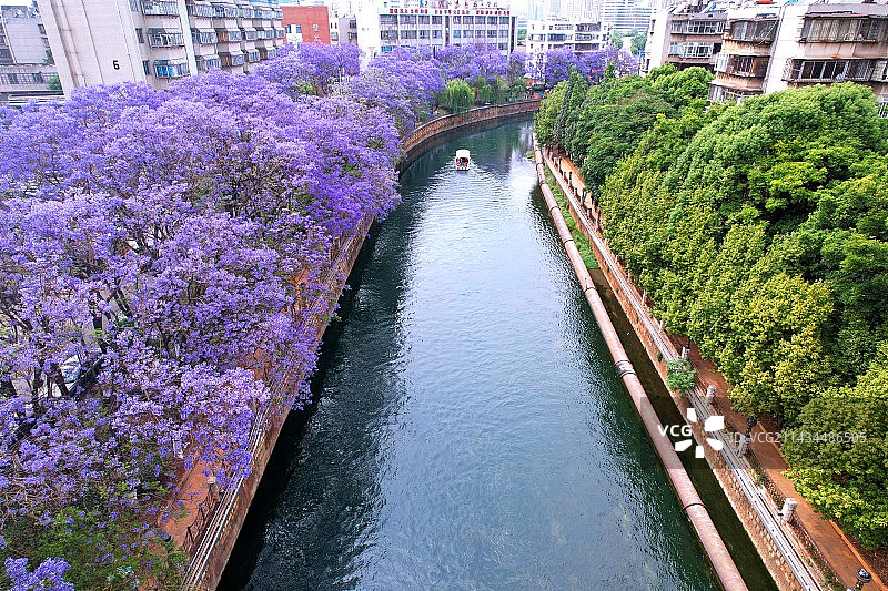 航拍昆明市盘龙江畔蓝花楹图片素材