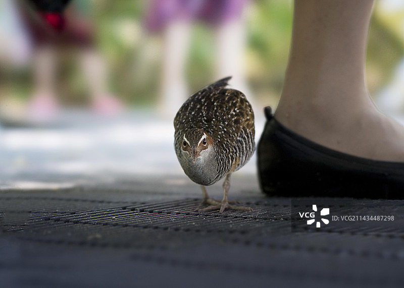 人与自然，摄于澳大利亚绿岛图片素材