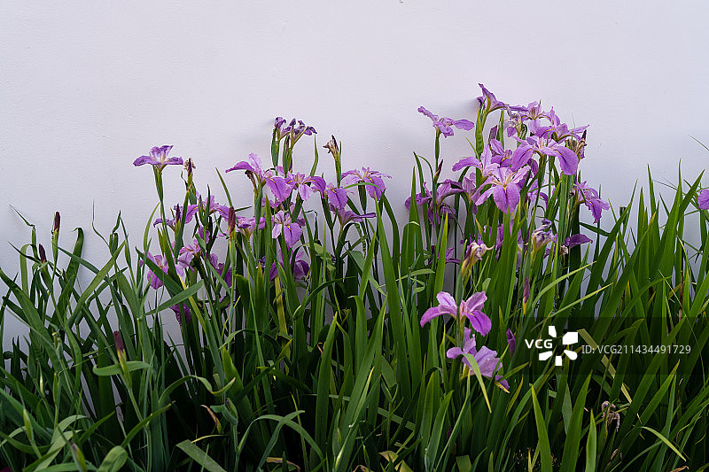 上海虹口瑞虹和平公园紫色鸢尾花墙图片素材