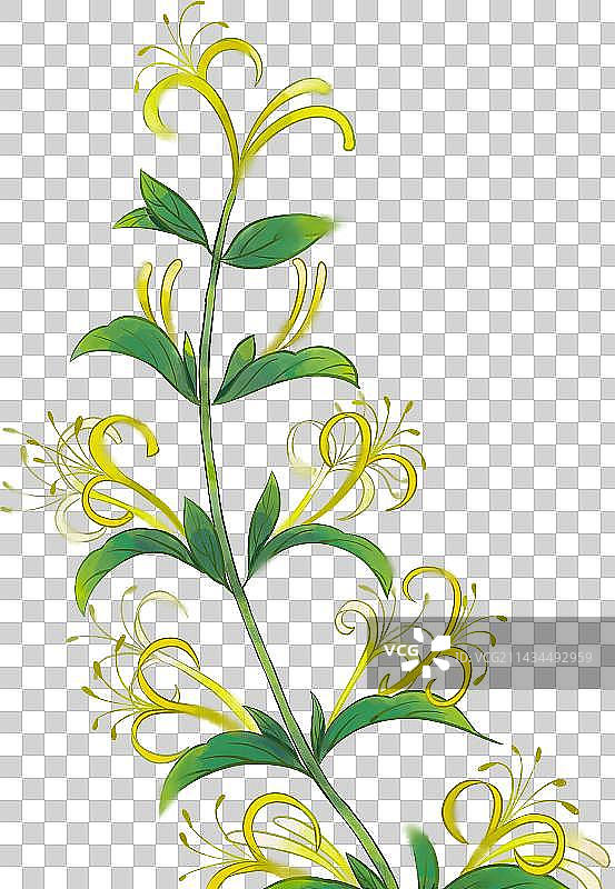 节气花卉之金银花中国风插画图片素材