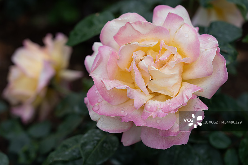 六翼天使月季花特写图片素材