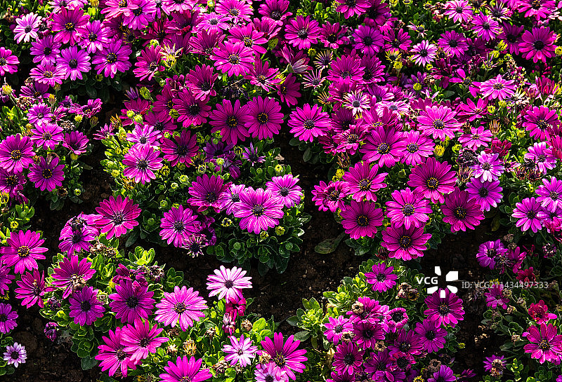 盛开的瓜叶菊图片素材