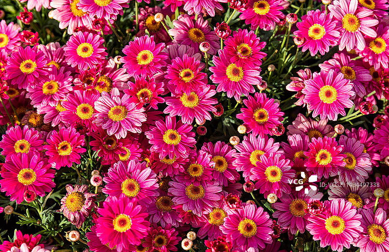 盛开的瓜叶菊图片素材