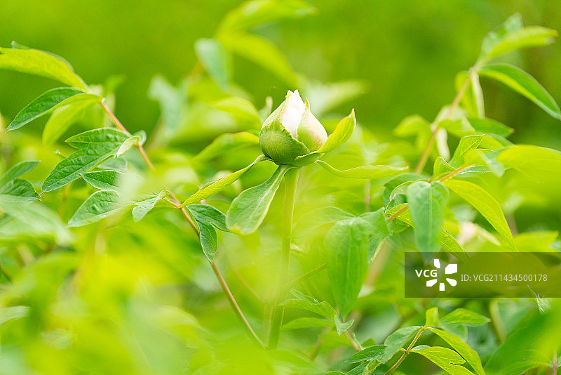 牡丹花含苞待放图片素材