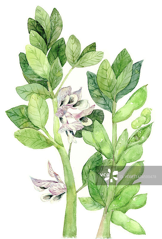 蚕豆水彩植物图片素材