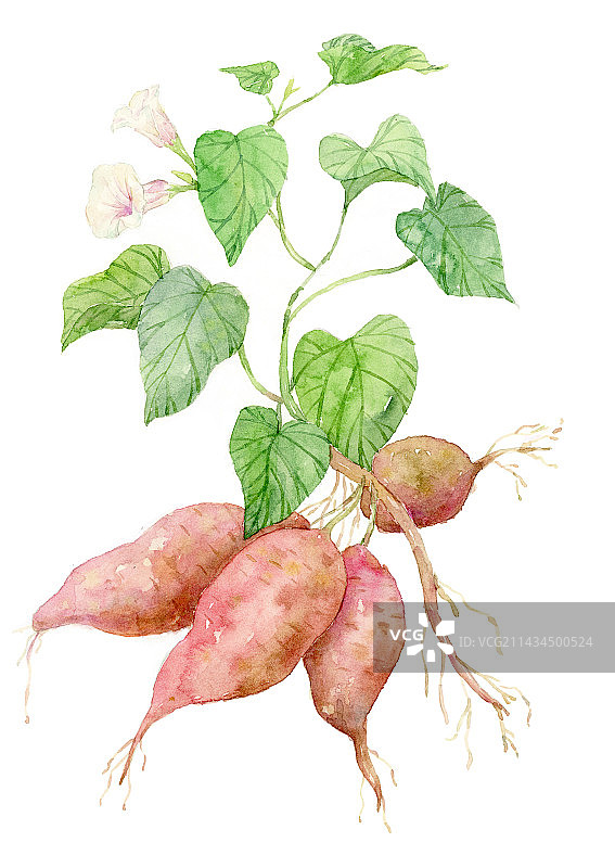 红薯水彩植物图片素材