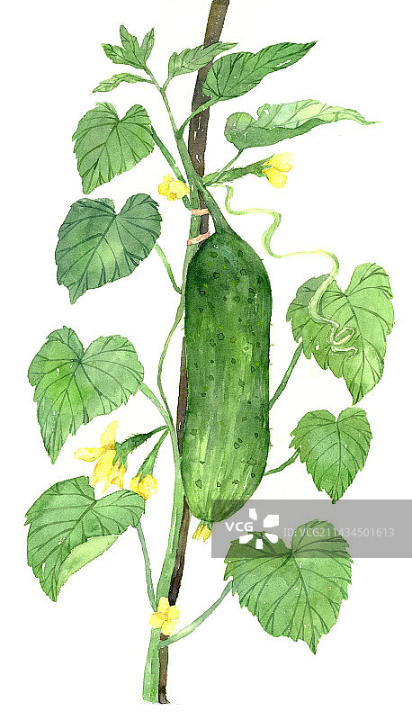 黄瓜水彩植物图片素材