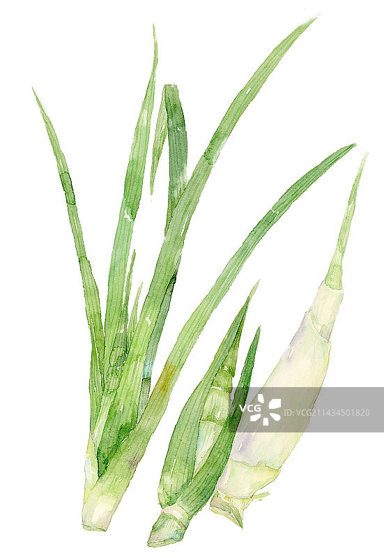 笋水彩植物图片素材