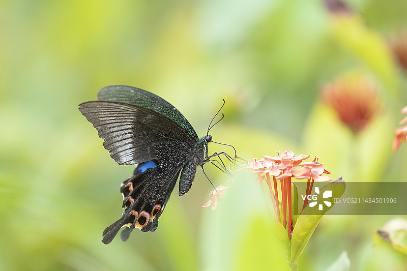 碧凤蝶与龙船花图片素材