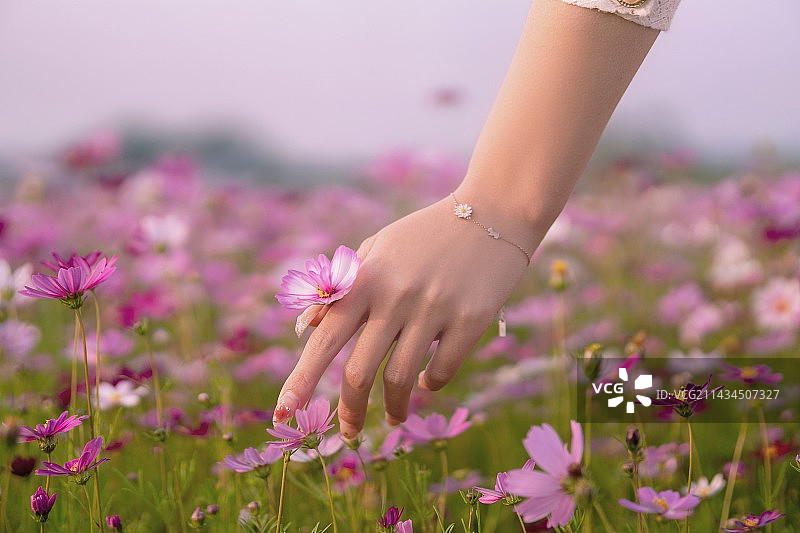 修剪过的手拿着粉红色的花图片素材