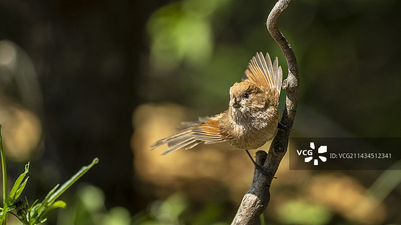 棕头鸦雀图片素材