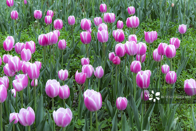 郁金香图片素材