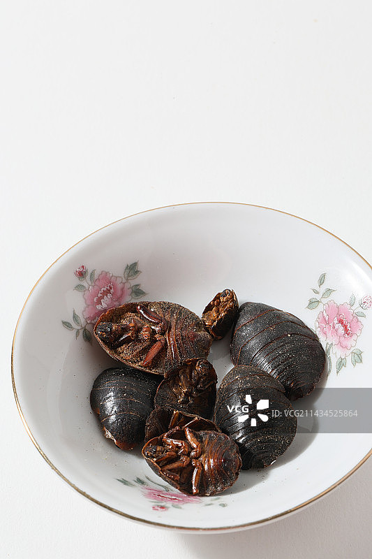 400种中药材土元图片素材