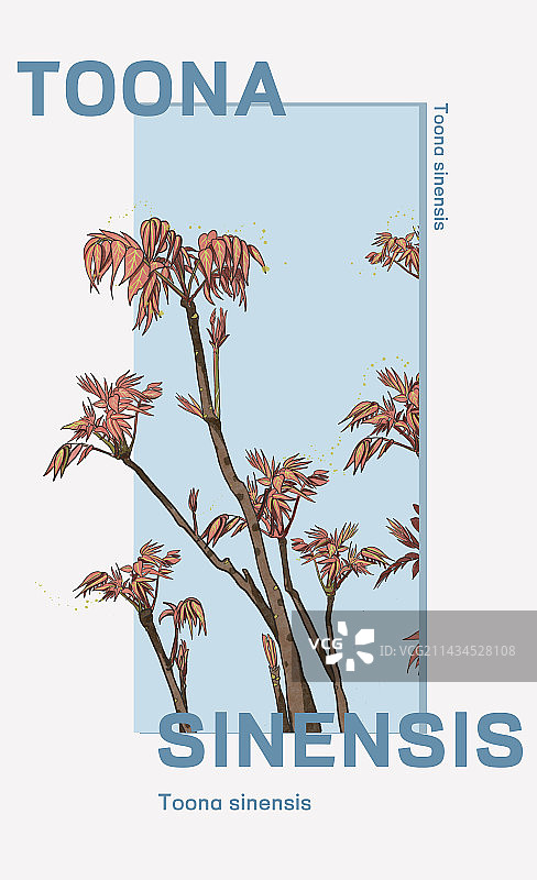 香椿插画植物海报设计模板图片素材