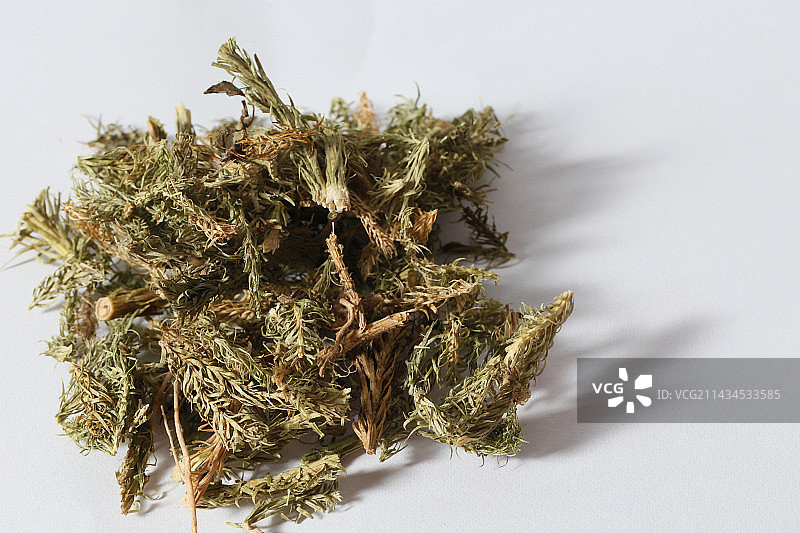 400种中药材伸筋草图片素材