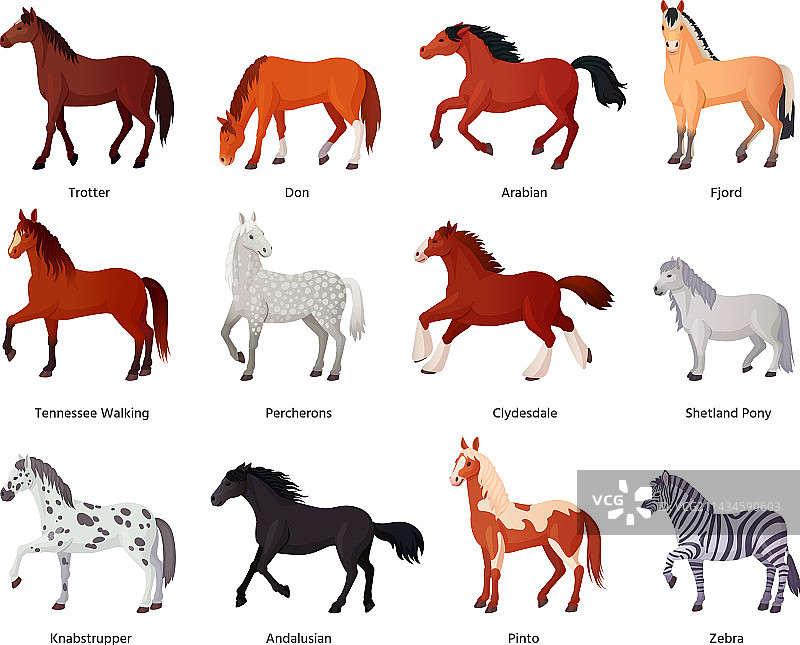 马匹在马场进行繁殖图片素材