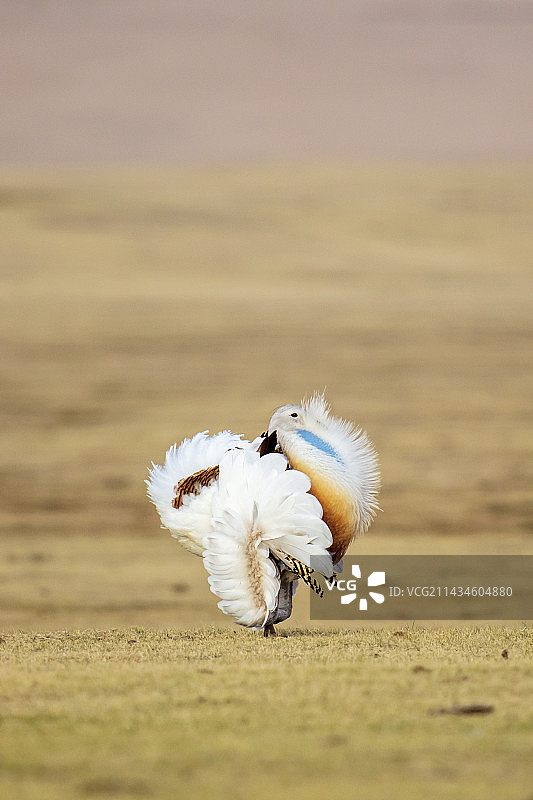 多伦草原上的大鸨图片素材