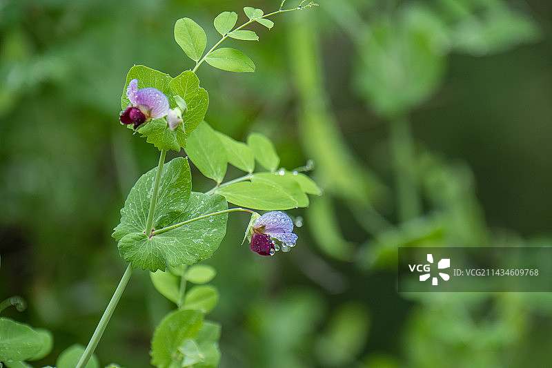 豌豆花图片素材