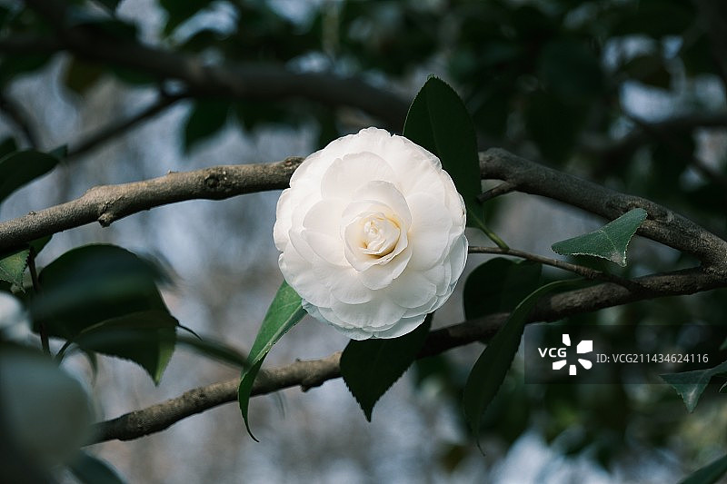山茶花 梅花 玉兰花图片素材