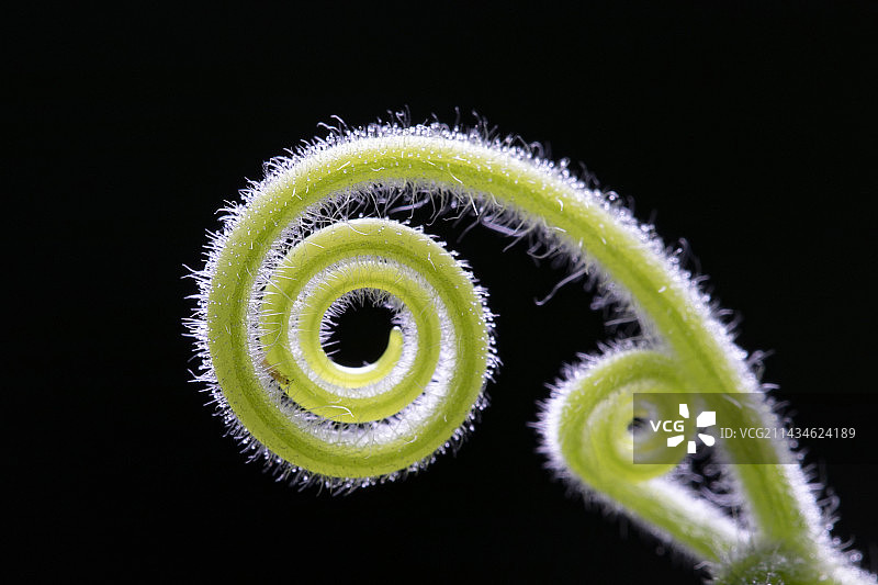 黑色背景下植物的特写镜头图片素材