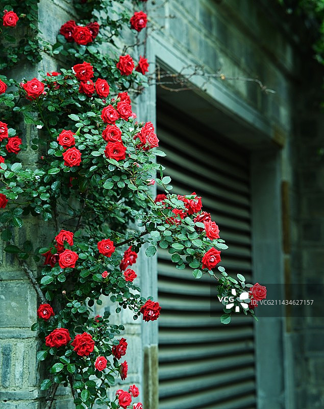 蔷薇花语图片素材