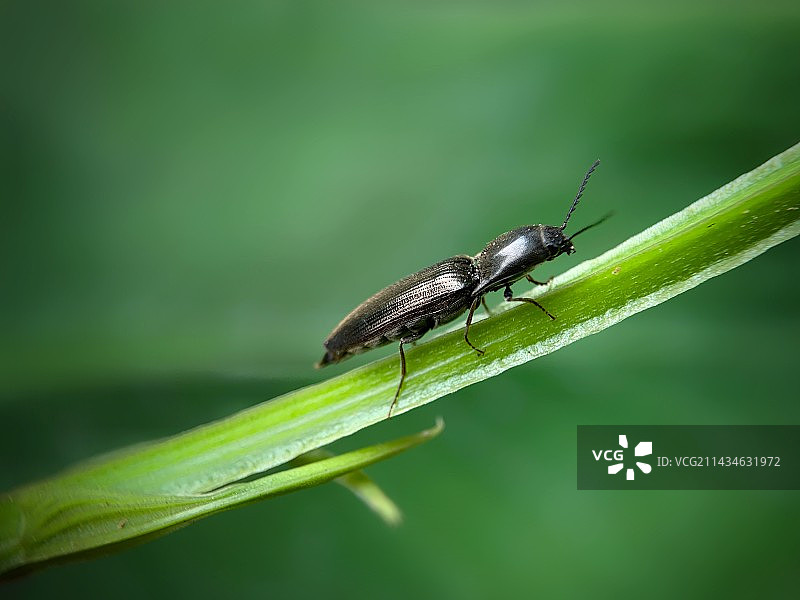 叩头虫图片素材